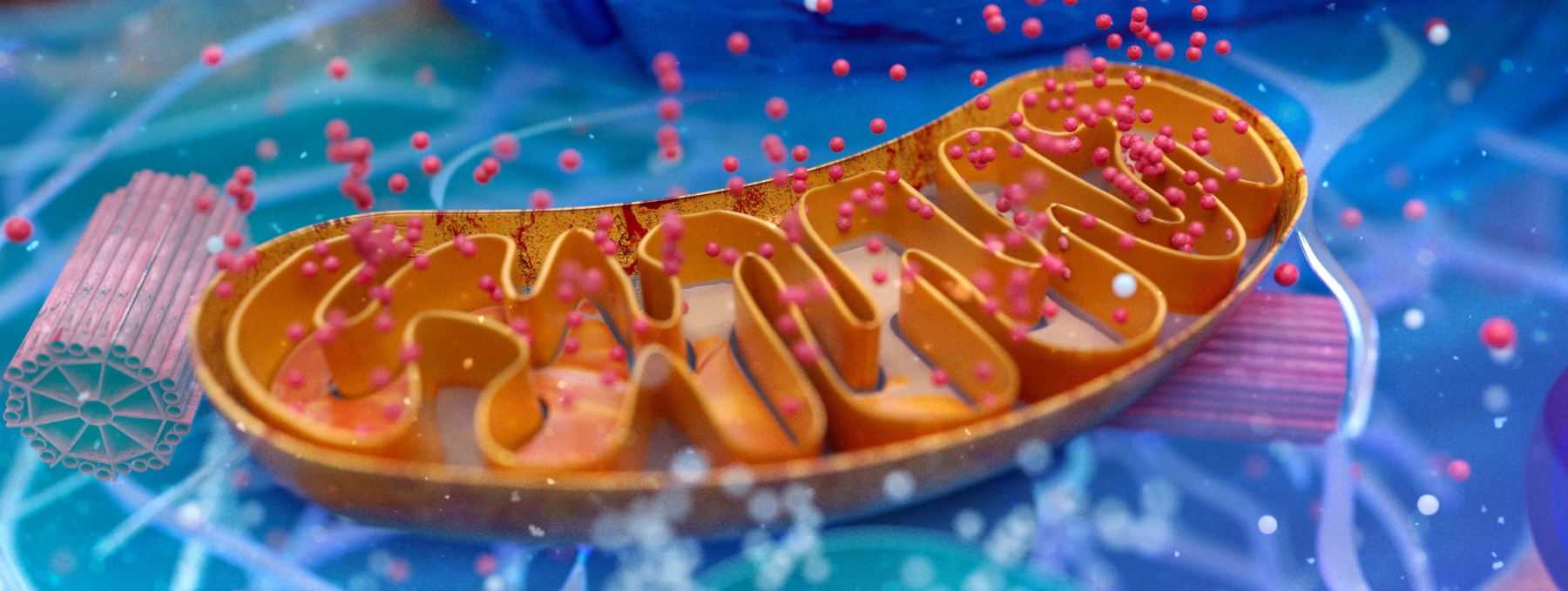 Serotonin and mitochondria, mitochondria, cellular mitochondria, mitochondria and mood, mitochondria and depression