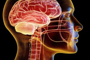 Blood-brain barrier, BBB