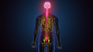 Serotonin in the nervous system, serotonin peripheral, peripheral serotonin, central serotonin