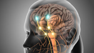 Serotonin-Neuronen, Serotonin im Gehirn, Serotonin, zentrales Serotonin
